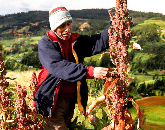 Farmers in Peru