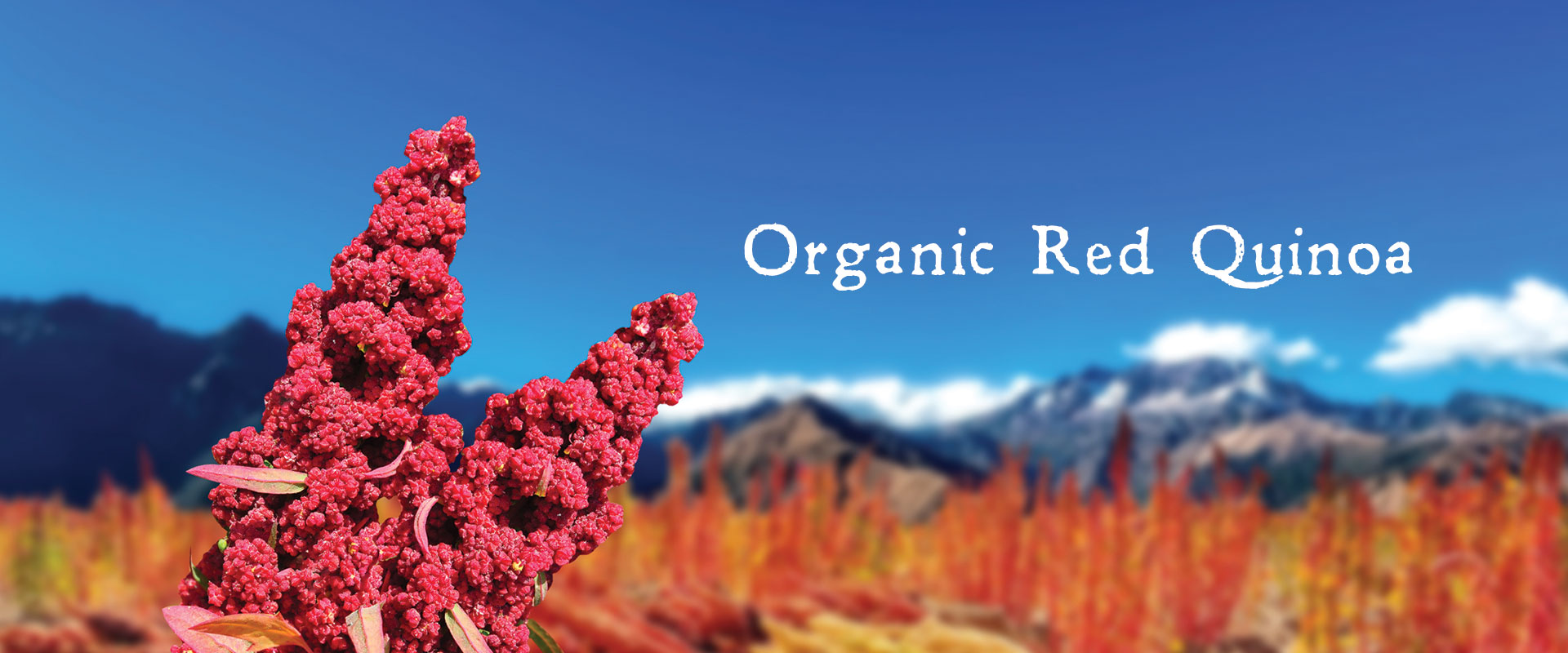 organic red quinoa