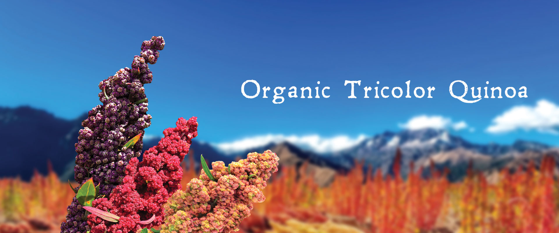 organic tricolor quinoa